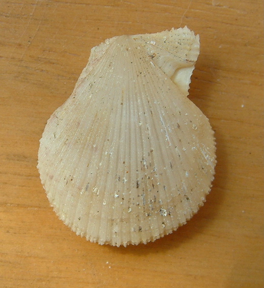 Chlamys  multistriata